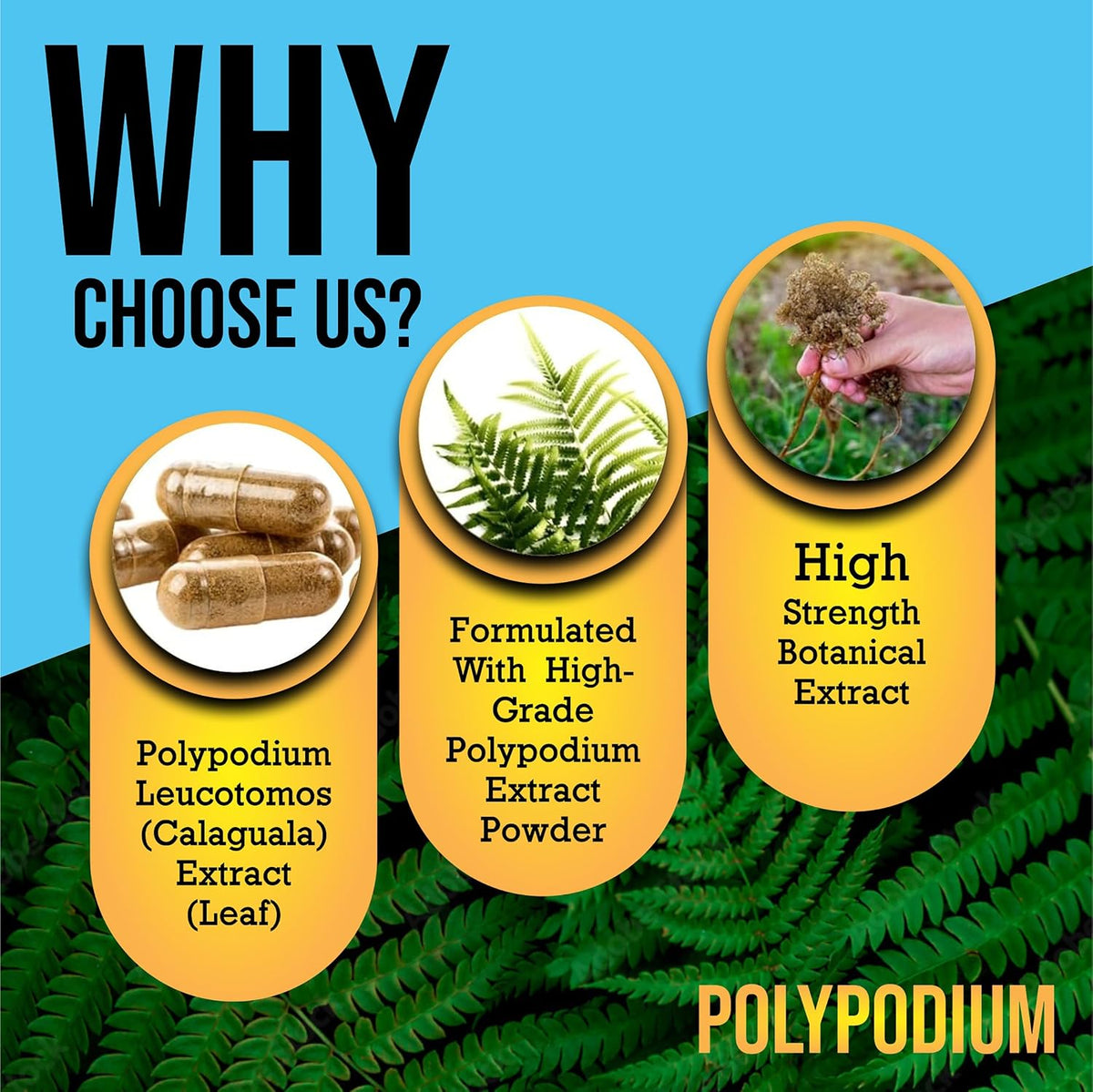 Skin Care Supplement Capsules - Nicotinamide/Niacinamide/Niacin 500mg (Vitamin B3) and Polypodium Leucotomos (Fern Extract) 480mg, Antioxidant Rich Formula - görsel 5