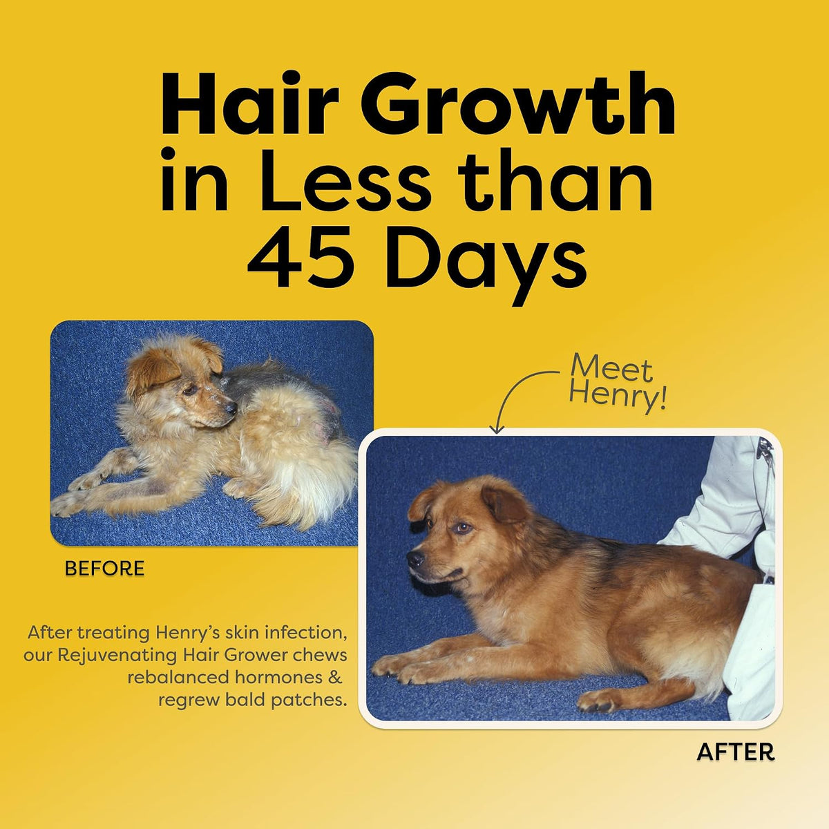 Doc Itchy Rejuvenating Hair-Grower Dog Chews – Melatonin (10 mg per chew): A hormone that regulates sleep and hair – Image 9