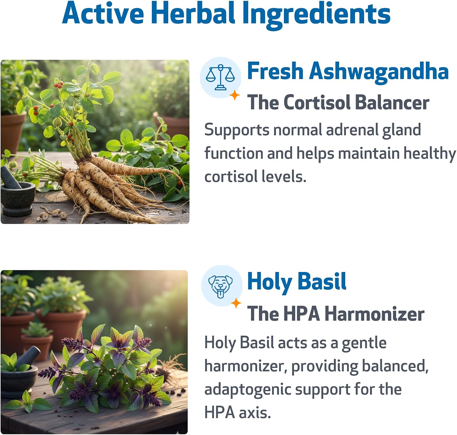 Pet Wellbeing Adrenal Harmony Gold for Dogs - Supports Adrenal Function & Normal Cortisol Levels with Ashwagandha & Bacopa - Vet-Formulated & Quality Assured - 60 ml Liquid Formula - görsel 3