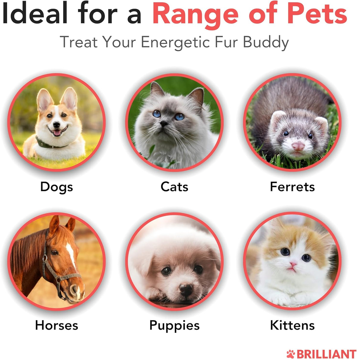 Brilliant Norwegian Salmon Oil for Dogs, Cats, Horses & Ferrets - Pure Omega 3, 6 & 9 Fish Oil Food Supplement for Natural Coat, Immune Support, Itchy Skin, Joint & Brain Health - 2x500 ml - görsel 4