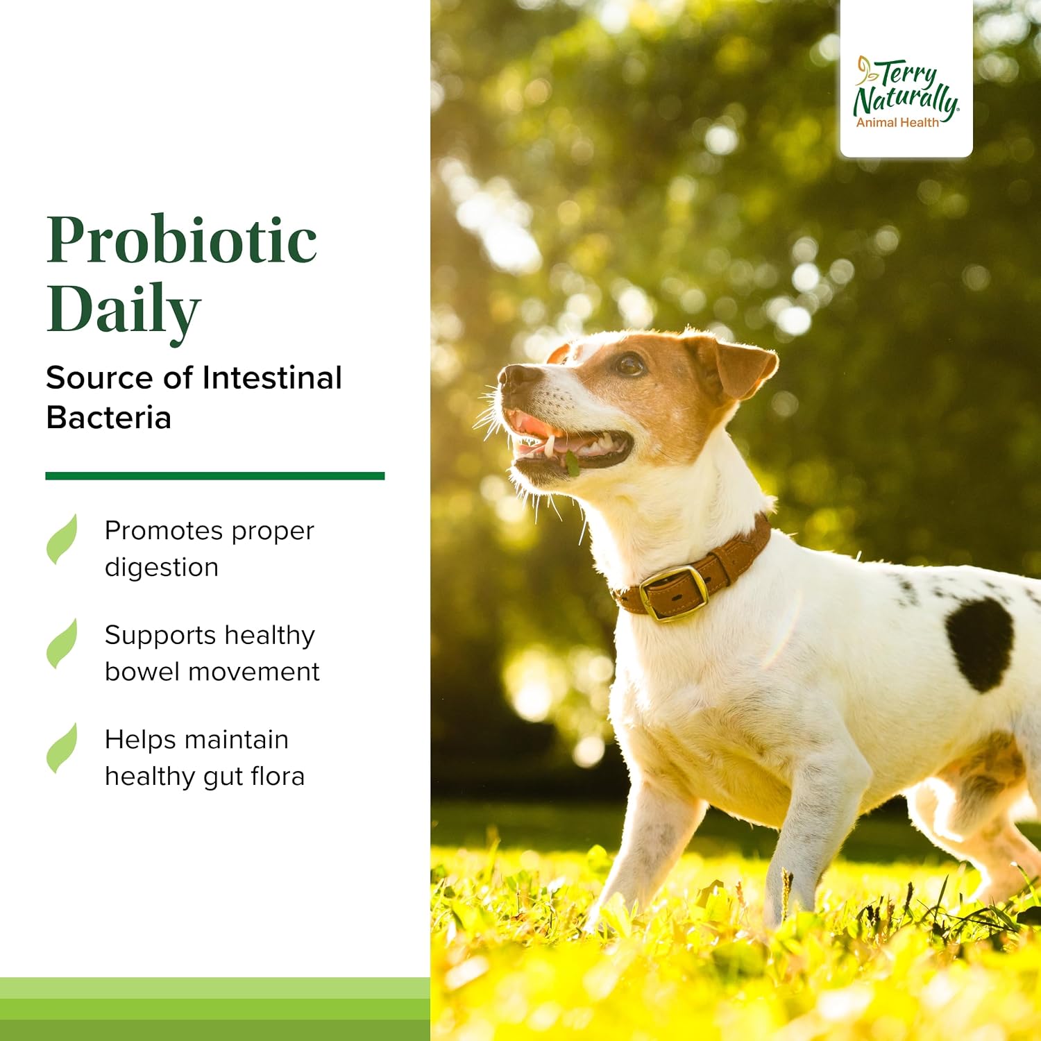 Terry Naturally Probiotic Daily - Balance Intestinal Microflora with Digestive Health Tablets - Dog Probiotic Supplement for Gut Health - Canine Probiotic for Bowel Support - 60 Chewable Tablets - görsel 3