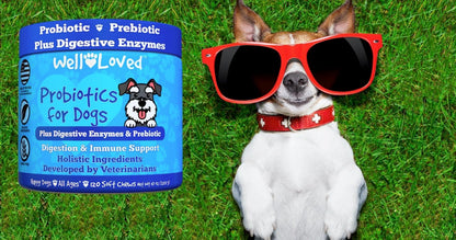 Well Loved Probiotics for Dogs – Soft Chews with Prebiotics and Digestive Enzymes