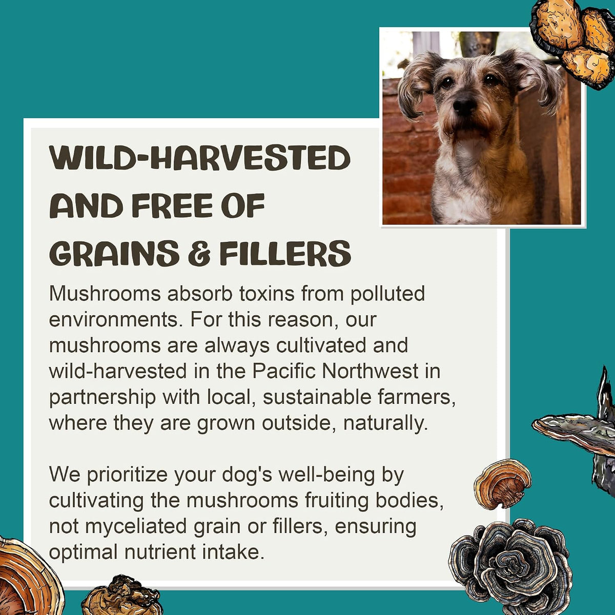 Vitality - 20-in-1 Turkey Tail Mushroom for Dogs - Mushroom & Adaptogen Supplement for Senior Dogs - Supporting Immune Health & Daily Wellness - with Reishi, Chaga - görsel 7