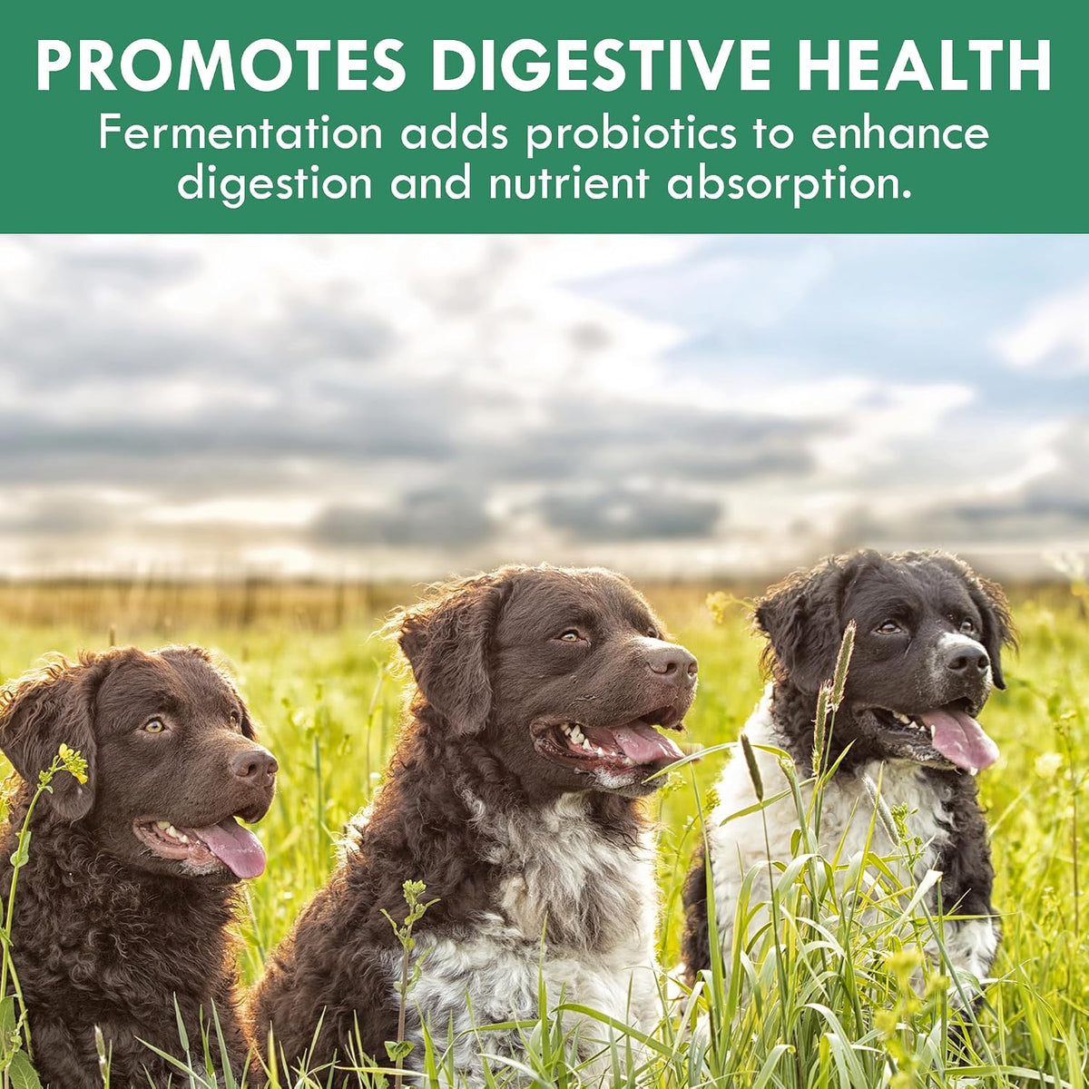 Canine Fermented Farmer's Blend | Nutrient-Rich Dog Food Topper | Plant-Based Supplement for Gut Flora | Pumpkin, Spinach, Fruit and Vegetable Powder Mix (50g) - görsel 7