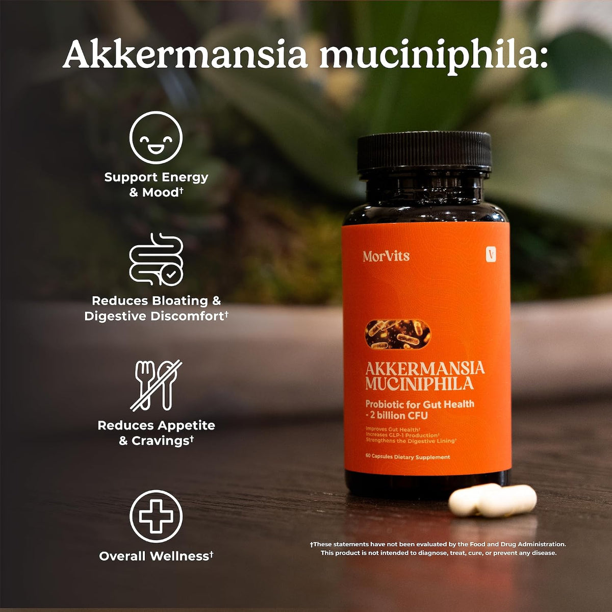 Morvits Akkermansia Probiotic with Prebiotic Fibre - 60 Capsules - görsel 3