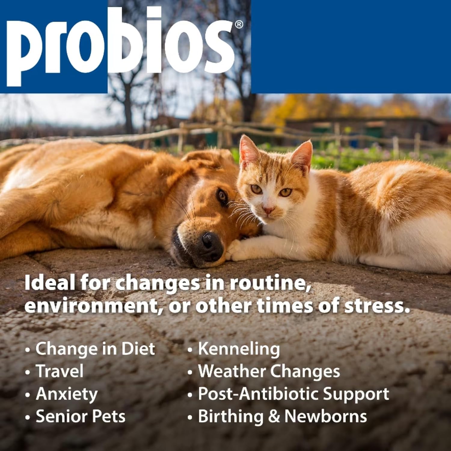 Probios Digestive Support Probiotic for Dogs, Horses, Cats - 240 Grammes - görsel 7