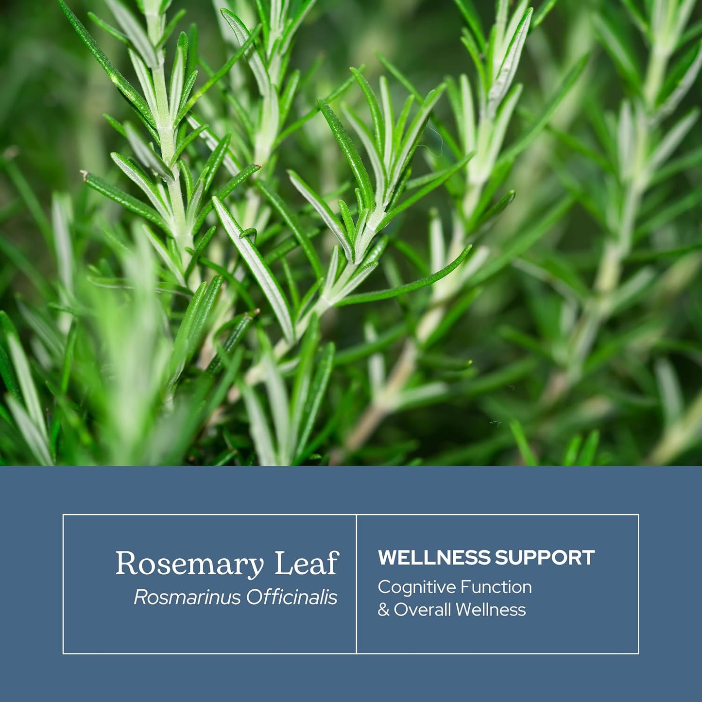 Eclectic Herb Rosemary Capsules – Mental Clarity, Memory & Brain Health (90 Count, 300 mg) - görsel 3