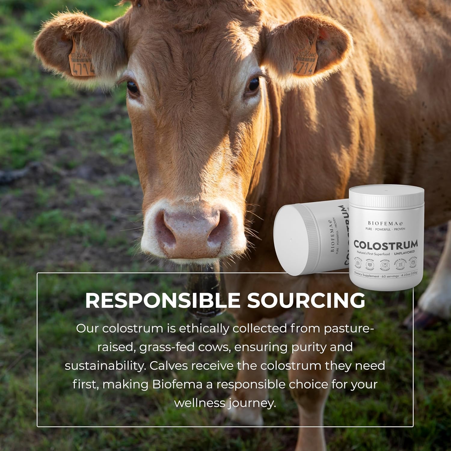 BIOFEMA Bovine Colostrum Supplement – Nature's Superfood for Gut Health, Immune Support, Physical Recovery, Skin, Hair & Nail Health - görsel 6