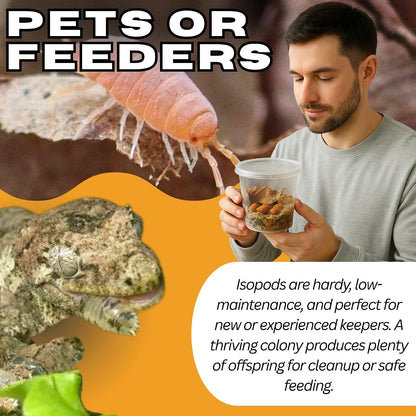 Bioactive Combo | 25 Powder Orange Isopods | 8 oz Coco Temperate Springtails | Live Delivery Guaranteed