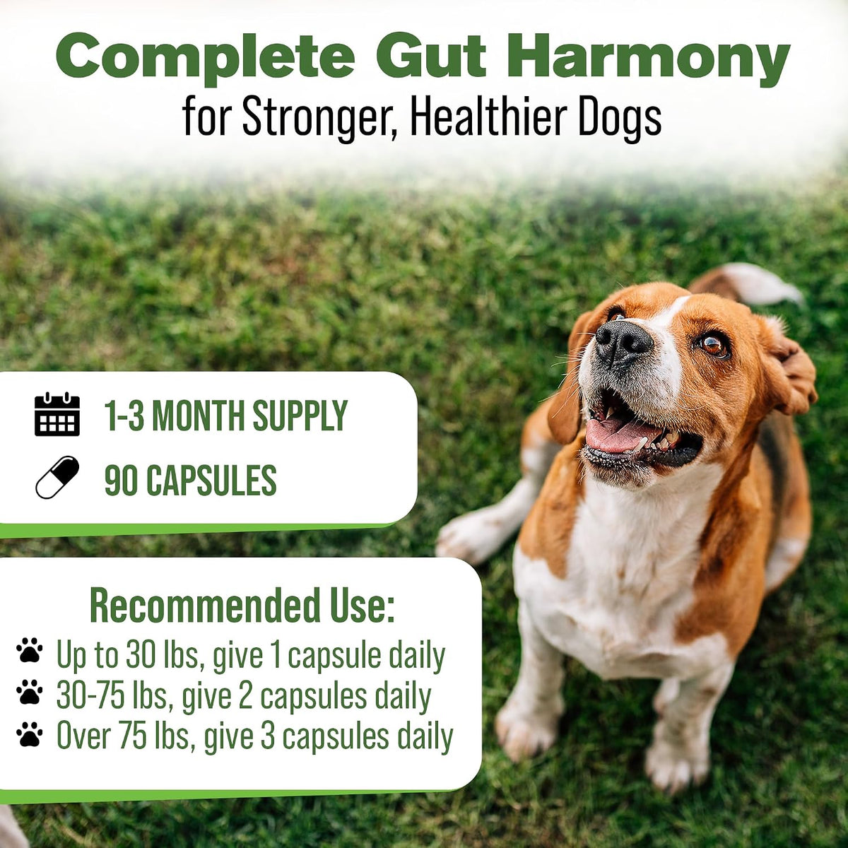 Silver Lining Herbs Dog Digestive Support – Natural Herbal Blend for Healthy Digestion & Gut Function – 90 Capsules - görsel 4