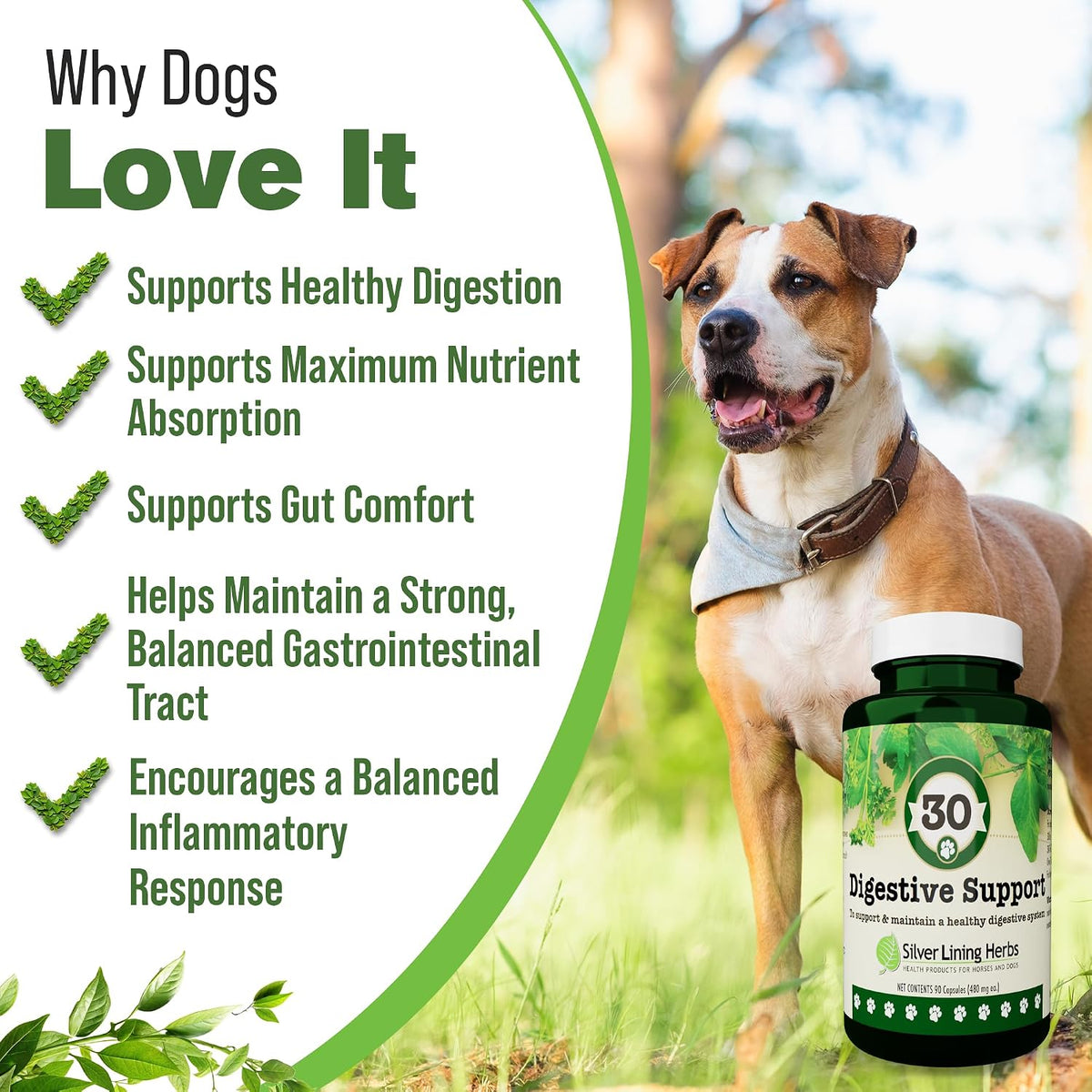 Silver Lining Herbs Dog Digestive Support – Natural Herbal Blend for Healthy Digestion & Gut Function – 90 Capsules - görsel 2