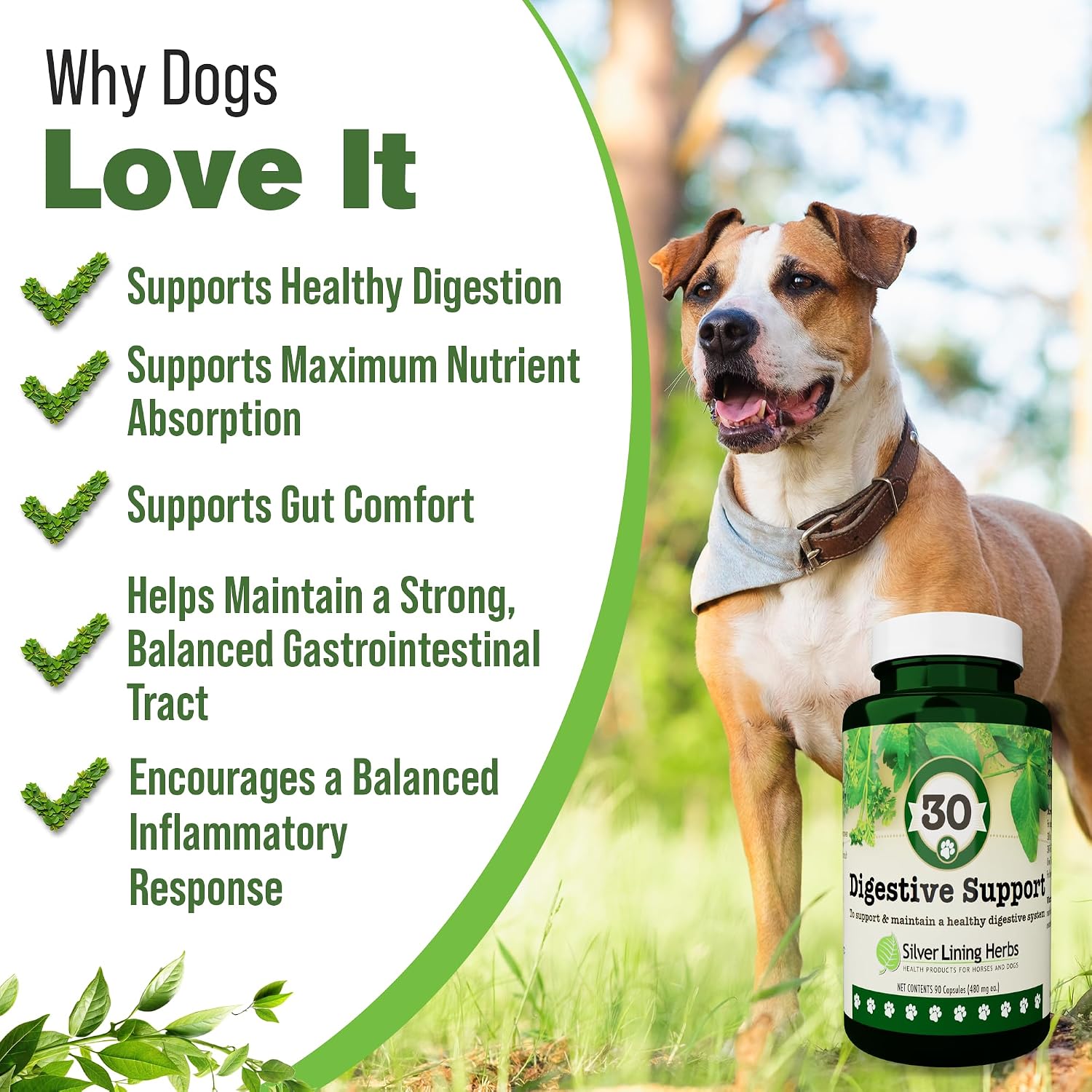 Silver Lining Herbs Dog Digestive Support – Natural Herbal Blend for Healthy Digestion & Gut Function – 90 Capsules - görsel 2