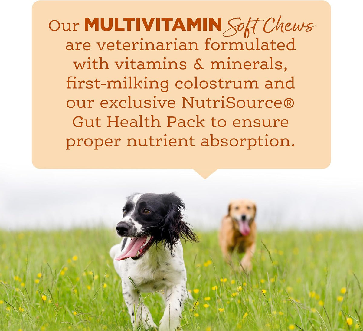NutriSource AmpliFull Turkey Flavour Multivitamin Soft Chews for Dogs, Daily Supplement with Bovine Colostrum, Essential Vitamins & Minerals for Overall Health, 70 Chews (1 Pack) - görsel 3