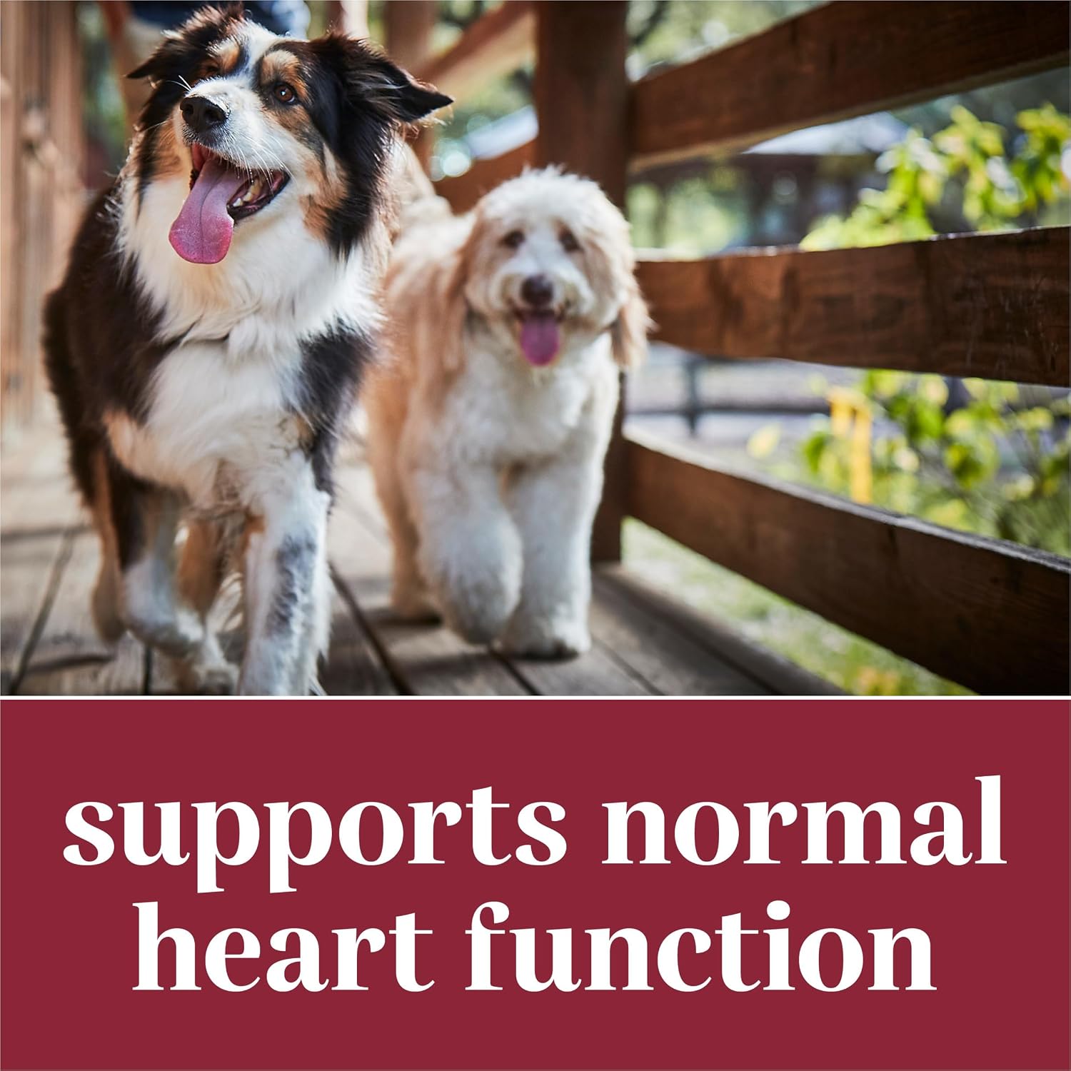 EverRoot Dog Heart Health Chewable Tablets with Taurine and Green-Lipped Mussels - görsel 4