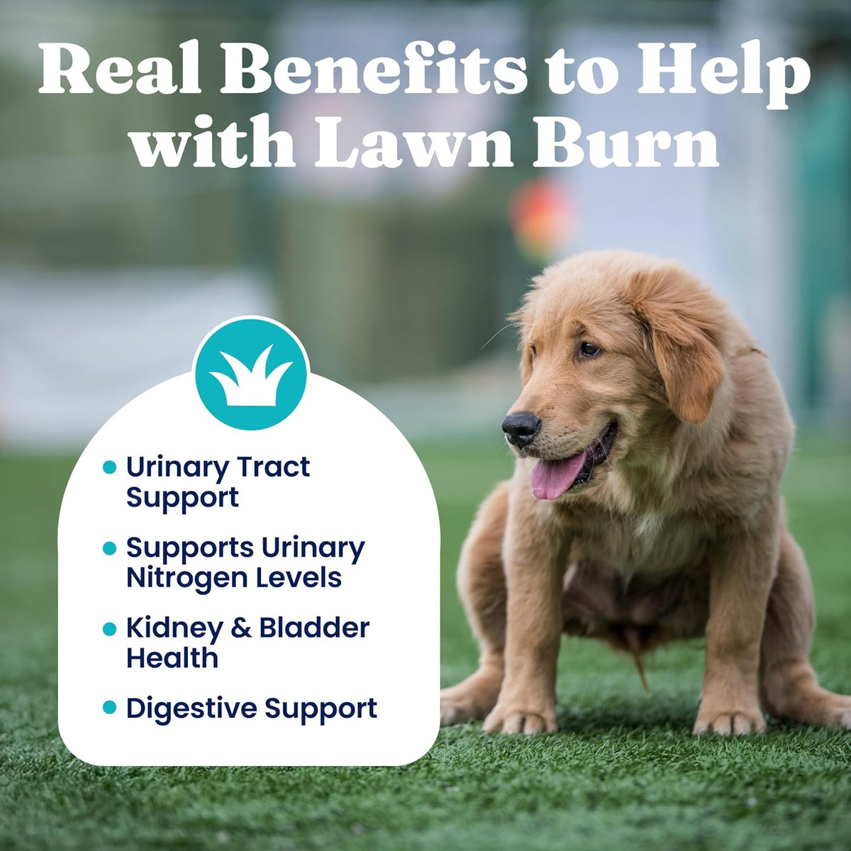 Solid Gold Dog Pee Grass Repair Chews - Dog Urine Neutralizer for Lawn w/Urinary Tract, Kidney, Bladder & pH Support to Reduce Grass Pee Spots & Burn - Pet Urine Neutralizer Treats - Bacon - 120ct - görsel 4