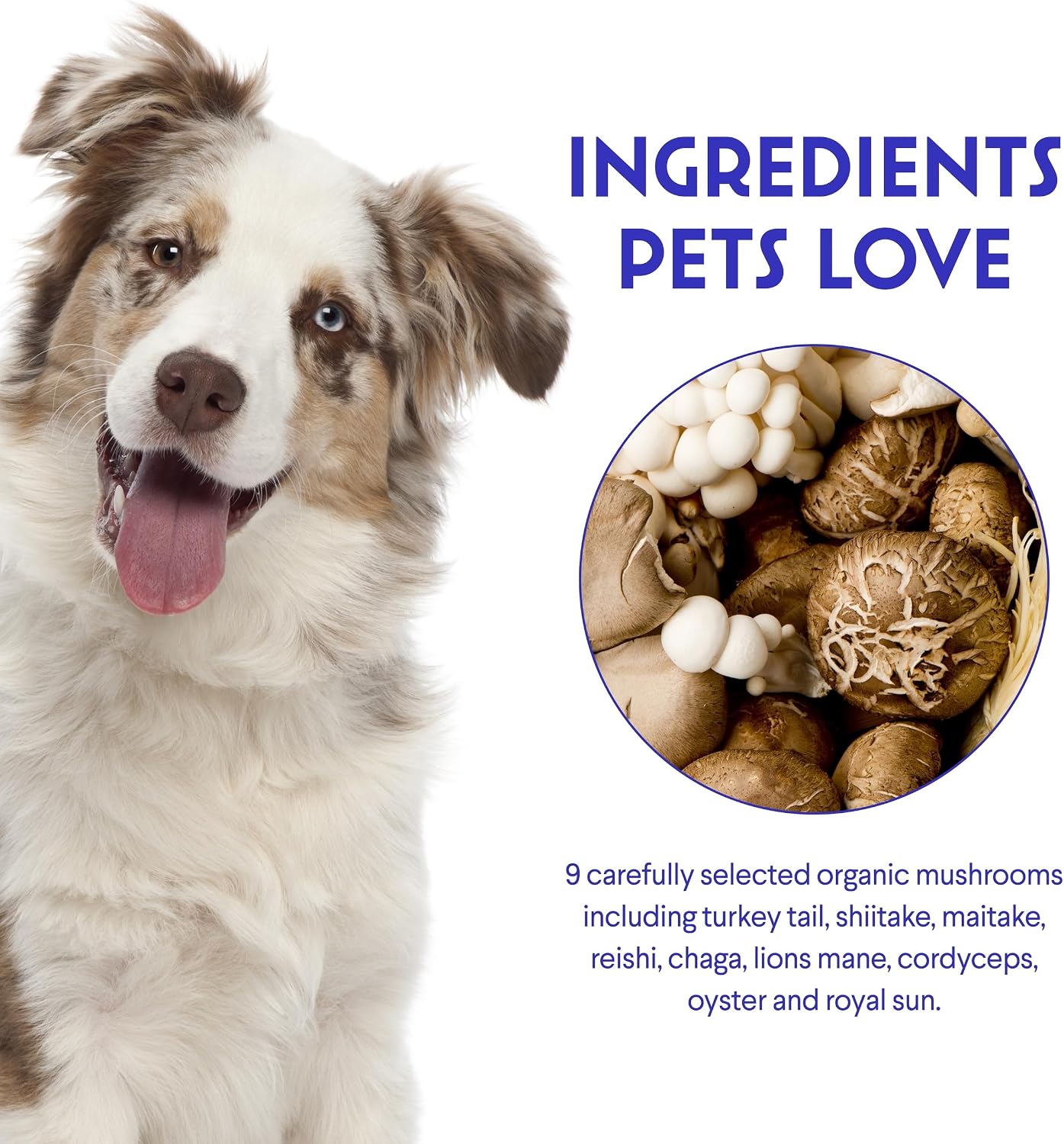 Wonder Paws Immune Support Mushroom Powder for Dogs – Organic Mushroom Complex with Turkey Tail, Reishi & Lion’s Mane (90 Scoops) - görsel 5