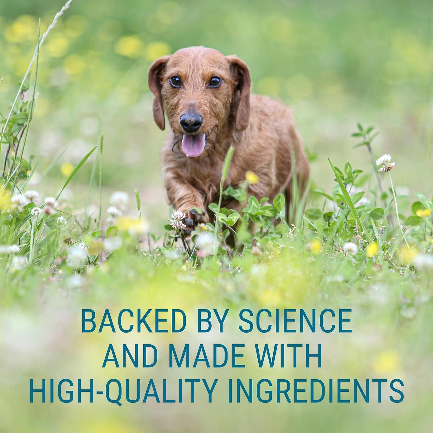 Nutramax Laboratories Denosyl for Dogs – Liver and Brain Health Supplement with S-adenosylmethionine (SAMe), 30 Count - görsel 5