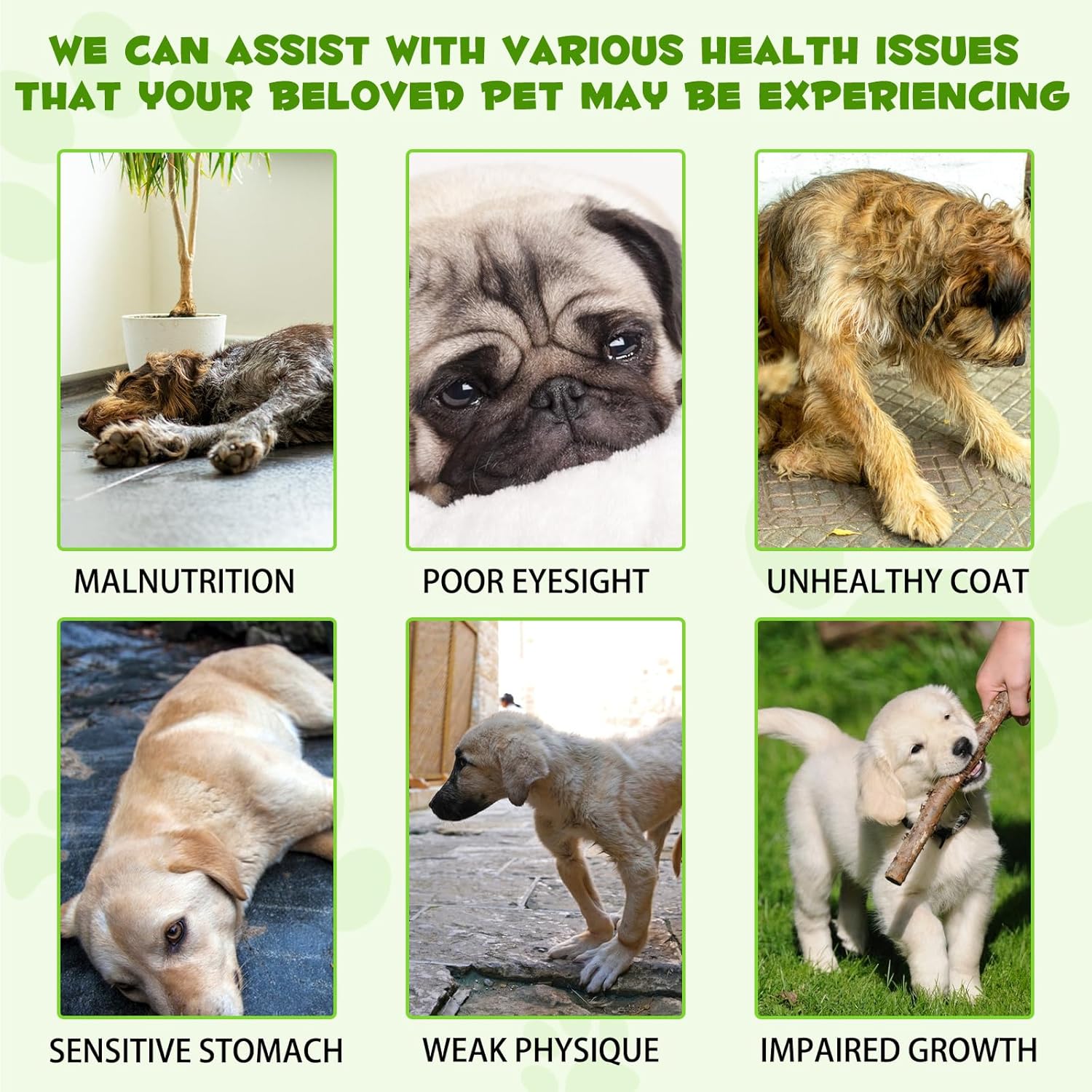 Oimmal Probiotics for Dogs – 3 in 1 Liquid Probiotic & Digestive Enzymes for Gut Health, Itchy Skin, Allergies & Immunity - görsel 6