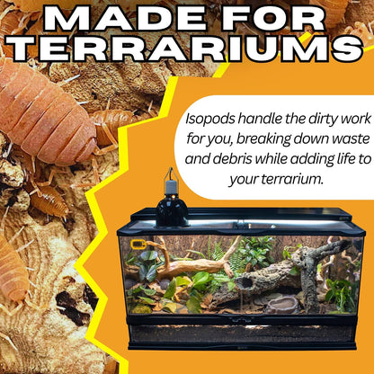 Bioactive Combo | 25 Powder Orange Isopods | 8 oz Coco Temperate Springtails | Live Delivery Guaranteed