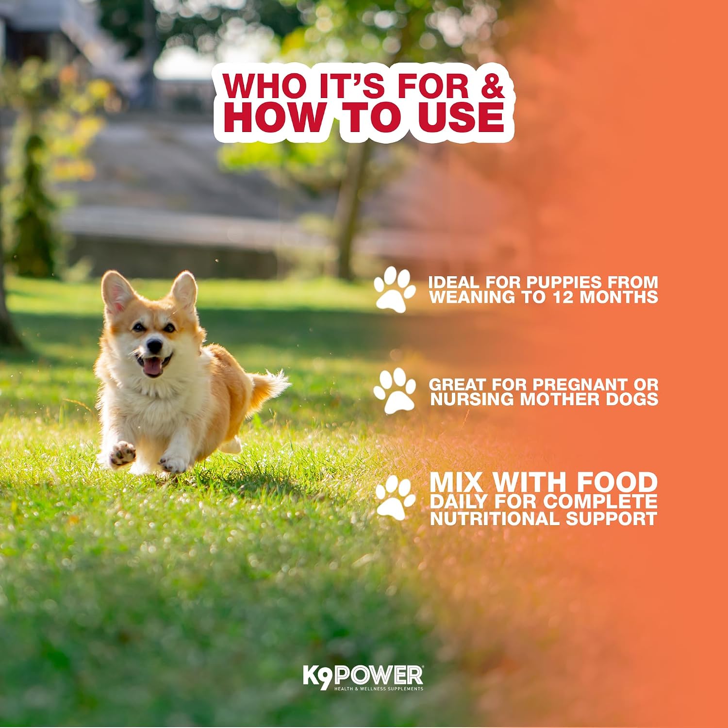 K9Power Puppy Gold 3lb – Puppy Supplement for Growth & Development – Also Supports Pregnant & Nursing Mothers – Colostrum, DHA, Glucosamine, Collagen, Probiotics, Creatine, Milk Protein, Salmon Oil - görsel 5