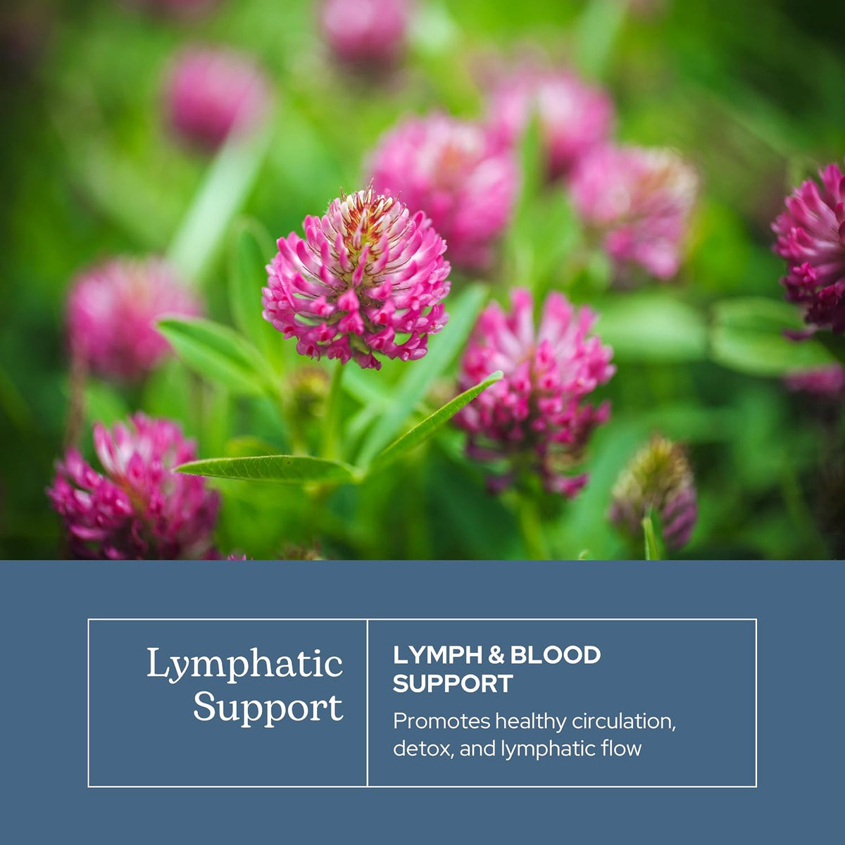 Eclectic Herb Lymph & Blood Cleanse Capsules - Herbal Supplement for Lymphatic & Circulatory Support - 45 Capsules - görsel 3