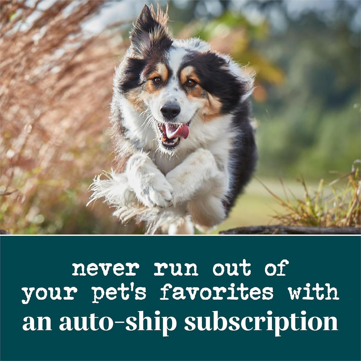 EverRoot Dog Heart Health Chewable Tablets with Taurine and Green-Lipped Mussels - görsel 10
