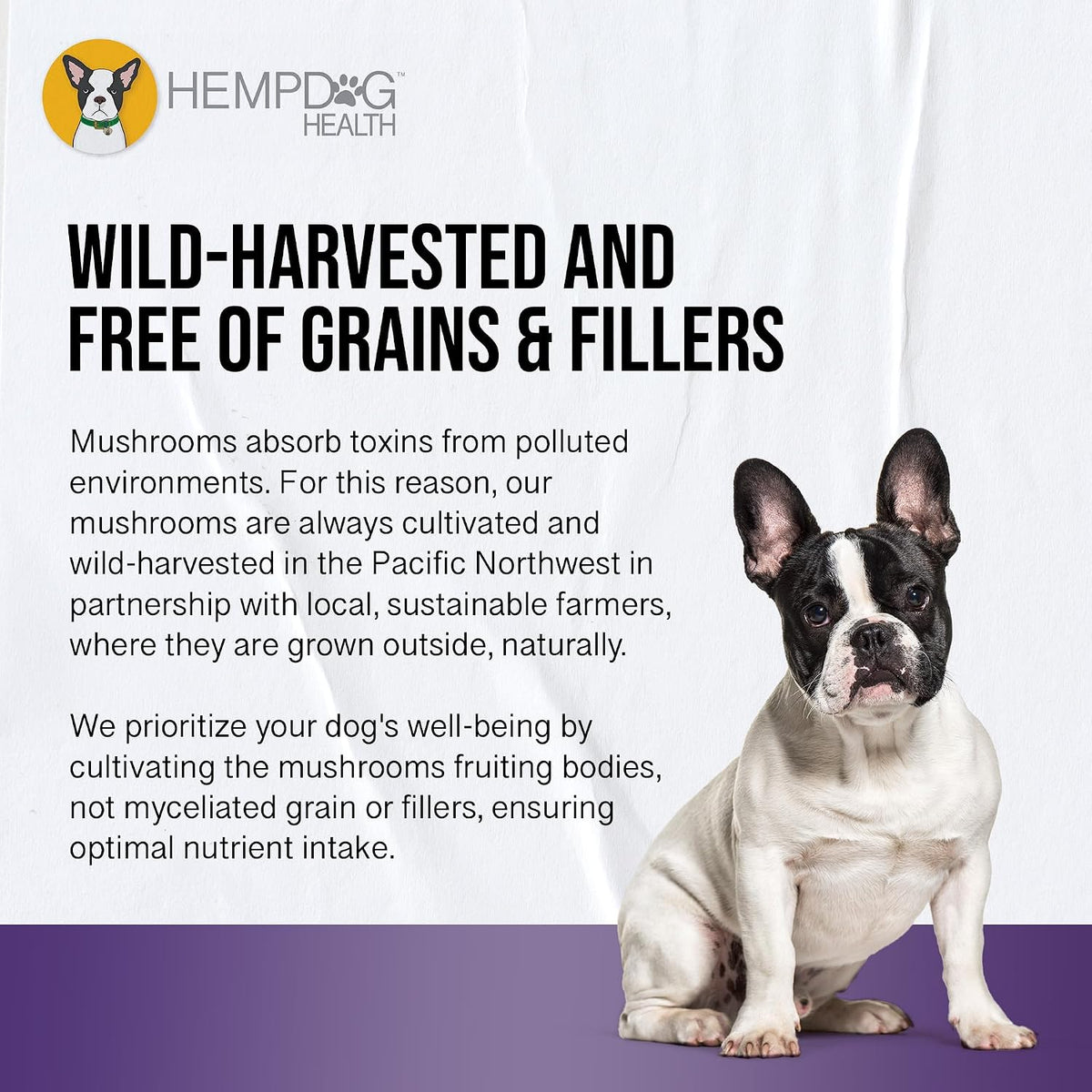 MycoDog Clarity - Cognitive Support Supplement for Dogs - Brain Health & Senior Dog Wellness with Functional Mushrooms & Adaptogens - görsel 6