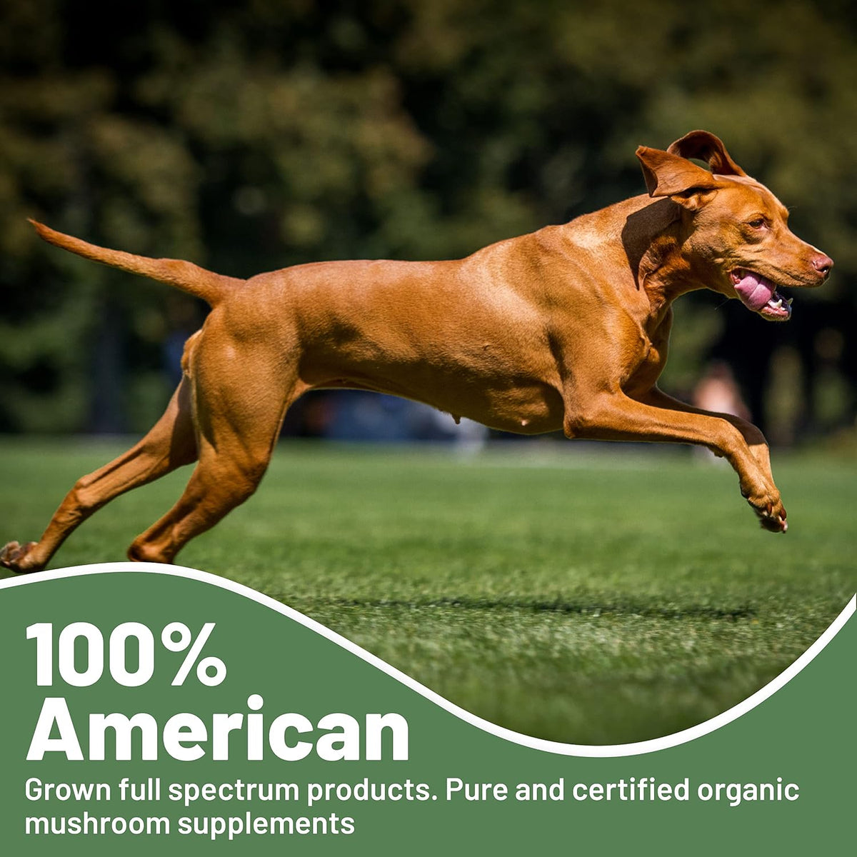 Aloha Medicinals K9 Immunity Plus - Immune Support Soft Chews for Dogs Over 70 Pounds (90 Count) - görsel 7