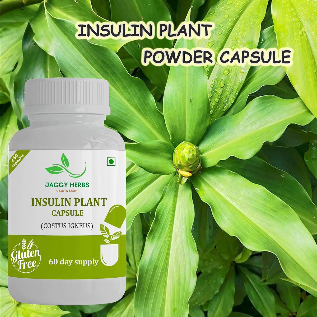 JAGGY Premium Insulin Plant Capsules (Costus Igneus) - 240 Vegetarian Capsules, 60-Day Supply - görsel 2