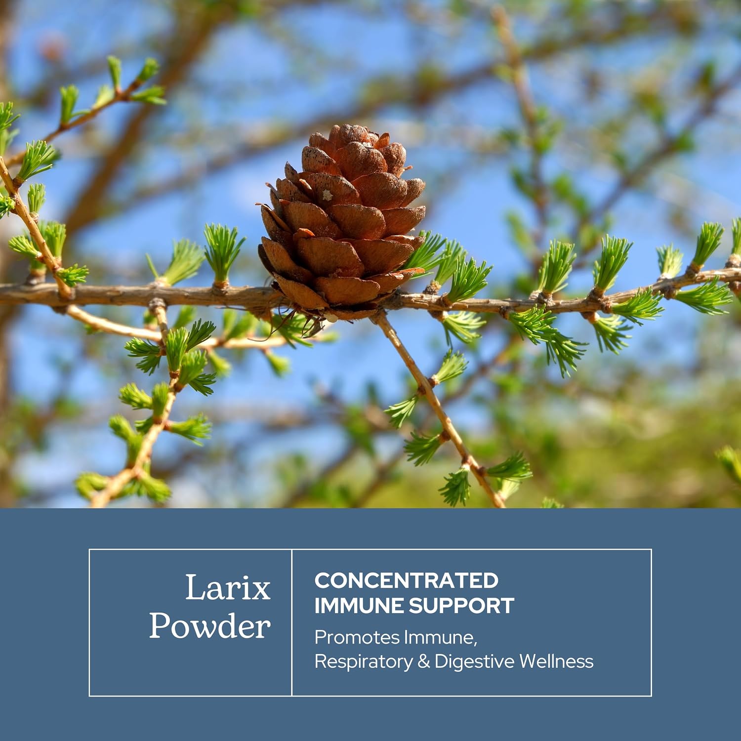 Eclectic Institute Non-GMO Larix Immune Support Capsules - görsel 3