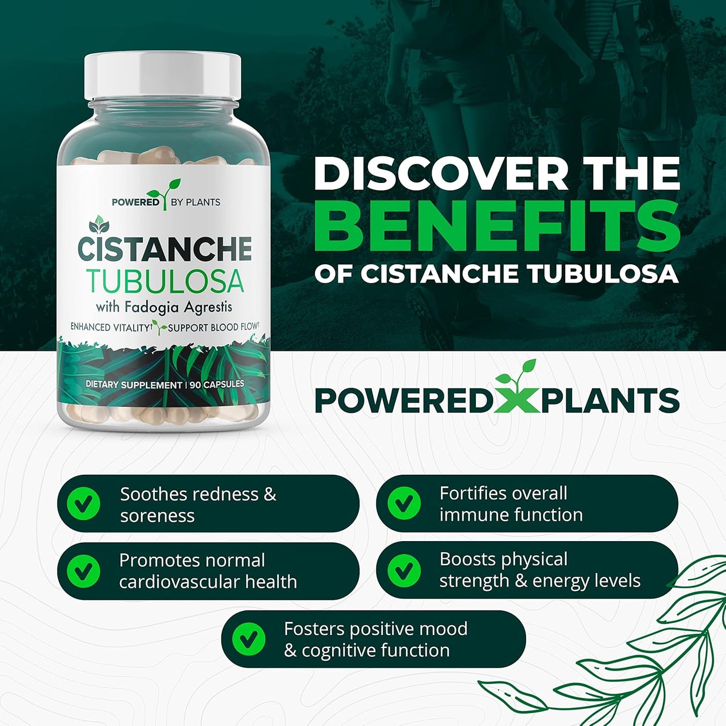 Cistanche Tubulosa with Fadogia Agrestis - Herbal Supplement for Vitality - 90 Capsules - görsel 3