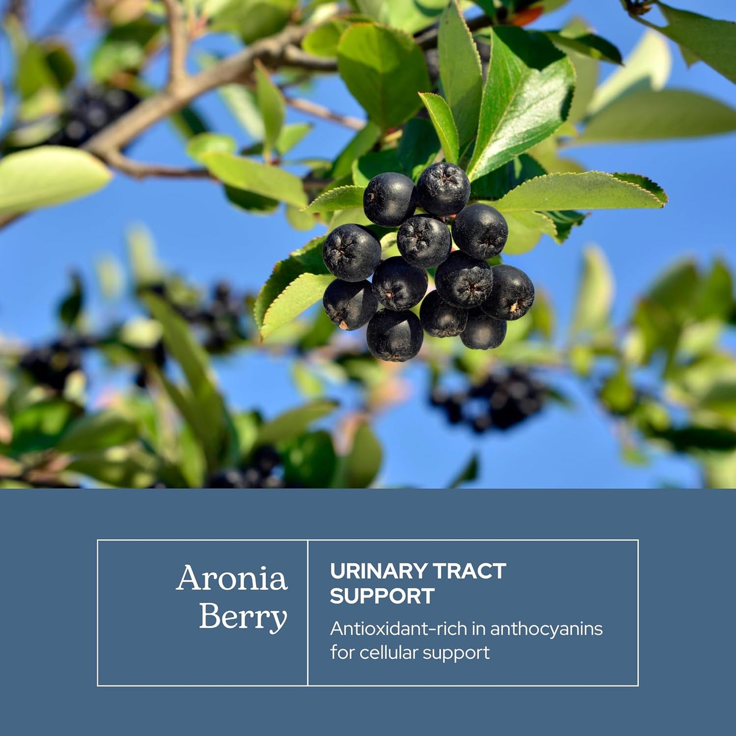 Eclectic Institute Raw Freeze-Dried Organic Aronia Berry Capsules - 90 Capsules (450 mg Each) - görsel 3