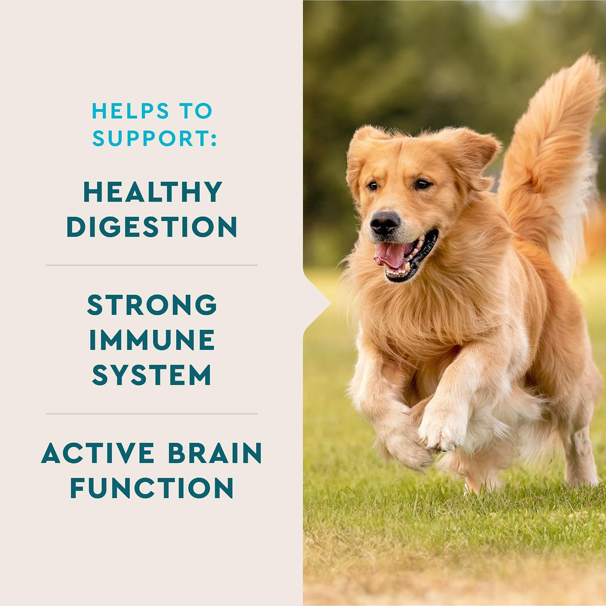 VetIQ Multivitamin Supplement for Dogs, Supports Active Brain Function, Immune System, and Digestive System, Hickory Smoke Flavoured Dog Multivitamin, Made in the USA, 60 Count - görsel 2