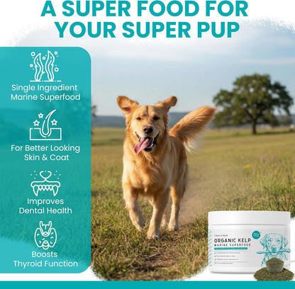 Kelp Supplement for Dogs - 16 oz Powder with Spoon - Thyroid, Dental & Skin Support - Made in the USA