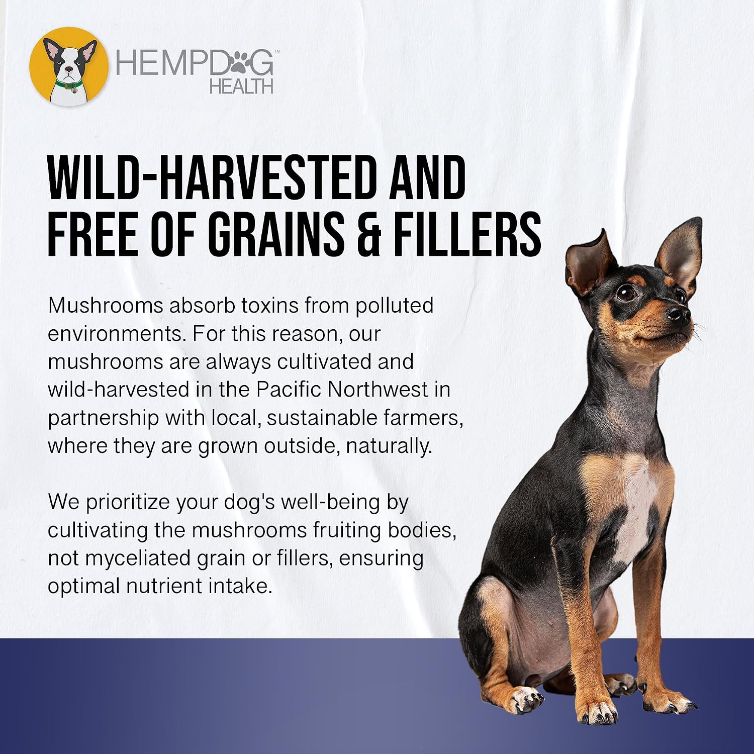 MycoDog Breathe - Respiratory Support for Dogs - Natural Mushroom & Ashwagandha Drops for Breathing Comfort - görsel 7