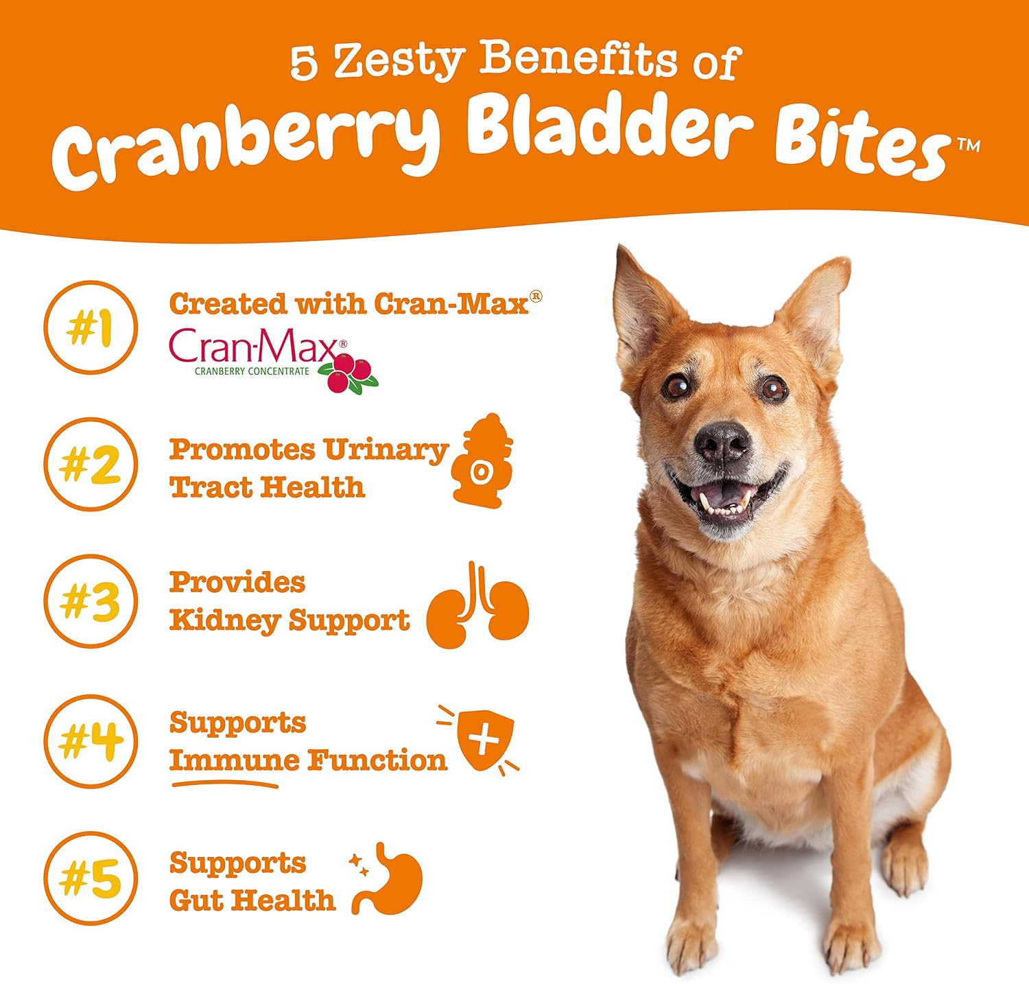 Zesty Paws Cranberry Supplement for Dogs - Urinary Tract Support Chews with D-Mannose - 90 Count - görsel 2