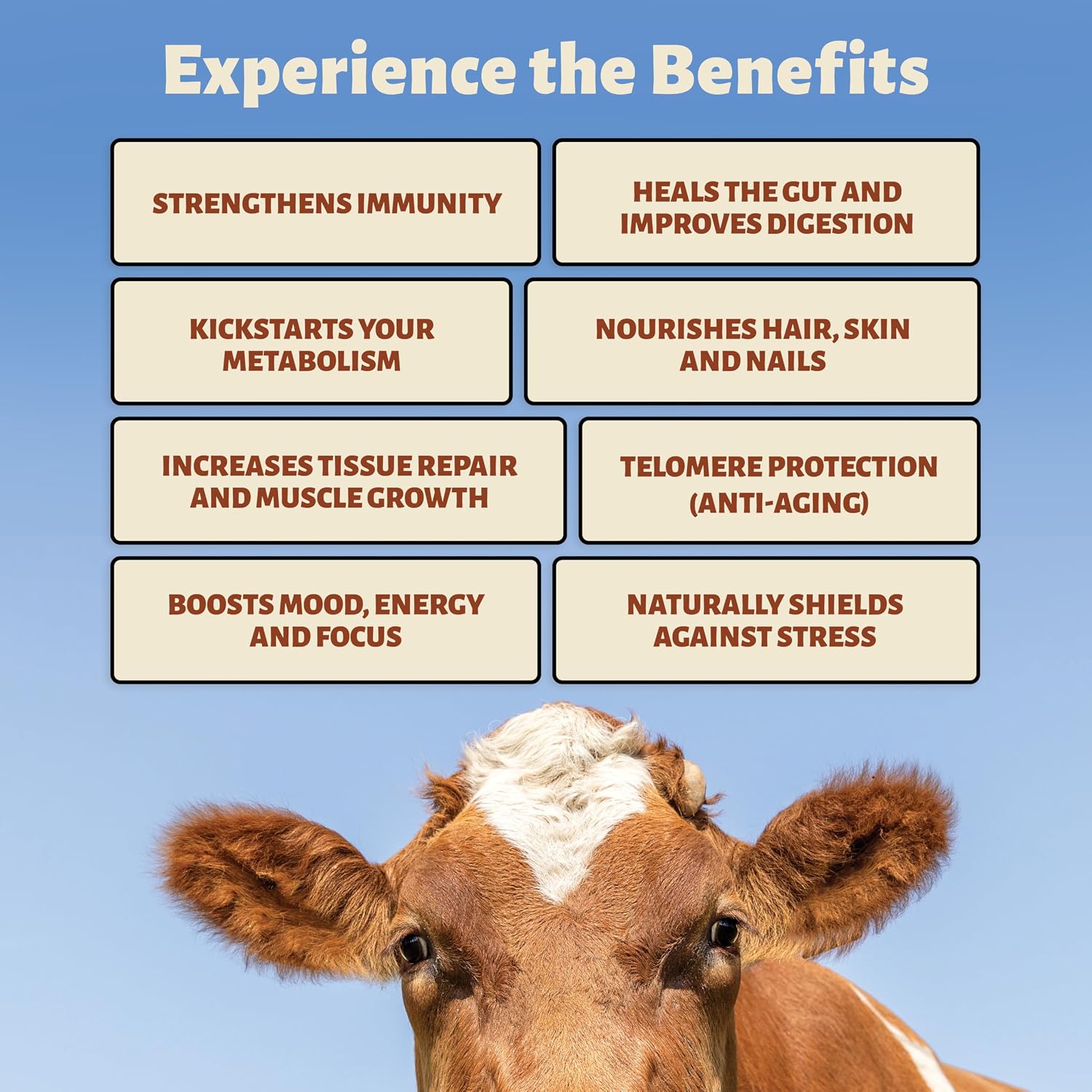 Holy Cow Health Colostrum Capsules – Pure, Undiluted, Highly Bioactive – for Gut and Immune Support - görsel 2