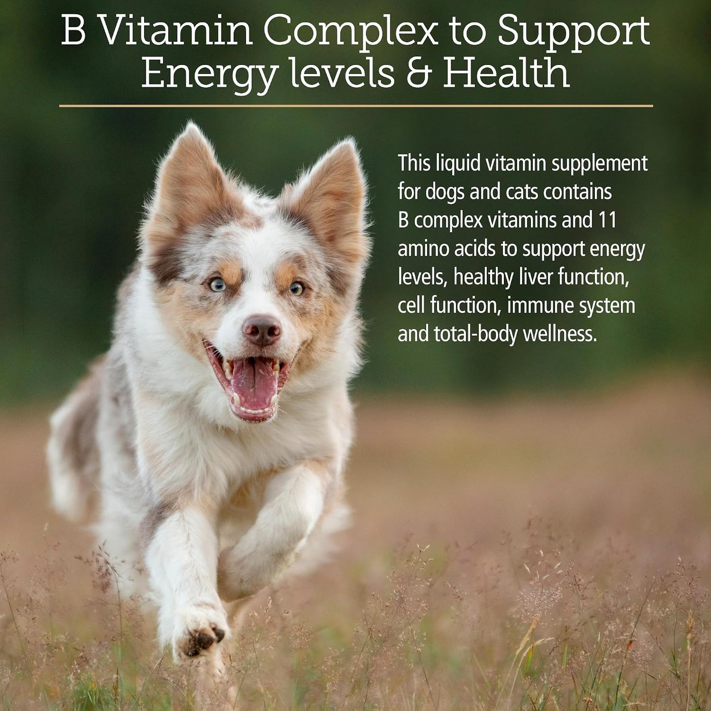 Rx Vitamins Amino B Plex Cat and Dog Supplement - Vitamin B Complex Liquid Plus Amino Acids - Appetite Stimulant and Weight Support - 120 ml - görsel 3