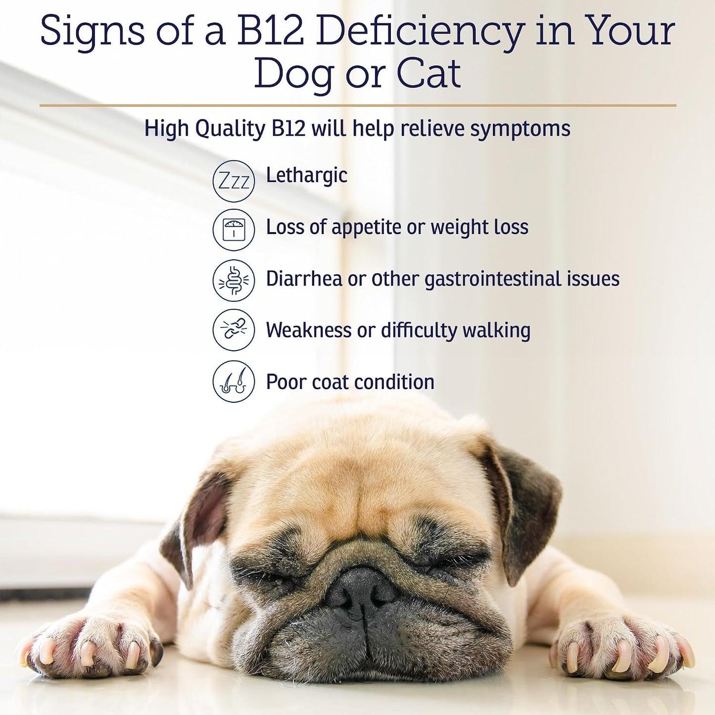RX Vitamins B12 for Dogs and Cats - Liquid Vitamin B12 Supplement (118 ml) - görsel 5