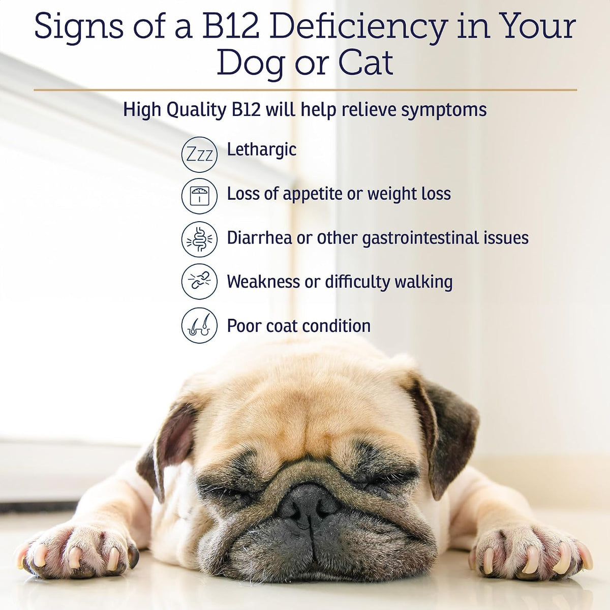 RX Vitamins B12 for Dogs and Cats - Liquid Vitamin B12 Supplement (118 ml) - görsel 5