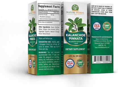 Kalanchoe Pinnata (Bryophyllum Pinnatum) Glycerite, Dried Leaf and Stem Liquid Extract. Herbal Supplement, Antioxidants. 1 Bottle, 2 fl oz (60 ml)