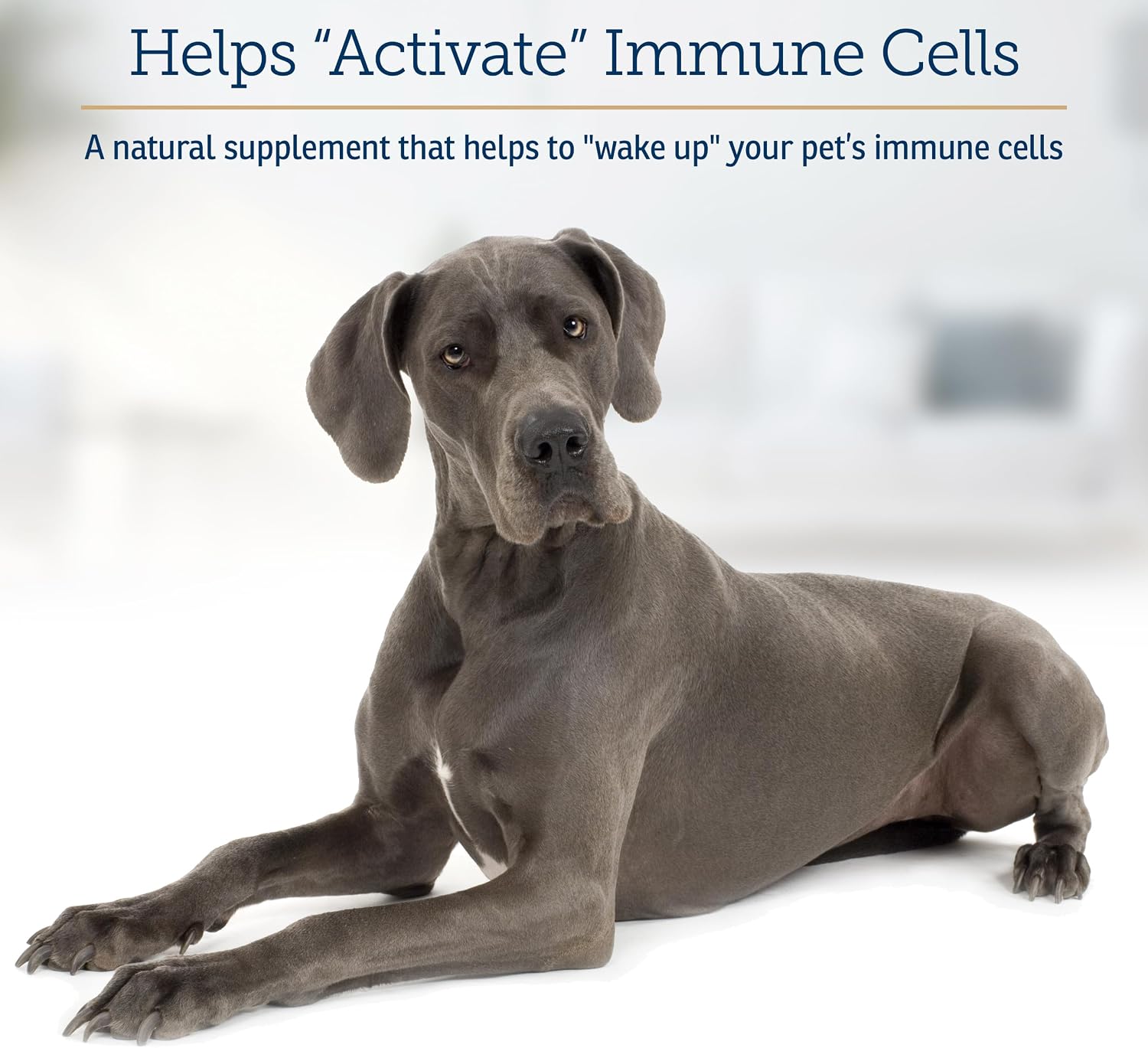 Rx Vitamins GlucaMune Forte - Immune Support Supplement with Beta Glucan for Dogs and Cats - Strengthens Natural Defences for Overall Health - 60ct - görsel 3