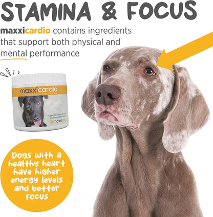maxxicardio Heart Support for Dogs (Small Size) – Taurine + L-Carnitine + Hawthorn + Ginkgo – Helps Support Circulation, Energy & Stamina – Easy Mix Powder – Made in USA – 90g