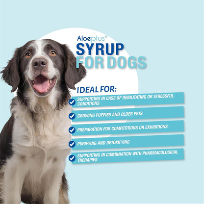 Organic Aloe Arborescens Dog Syrup – Complementary Energy and Detoxification Tonic for Senior Dogs and Puppies – 150ml