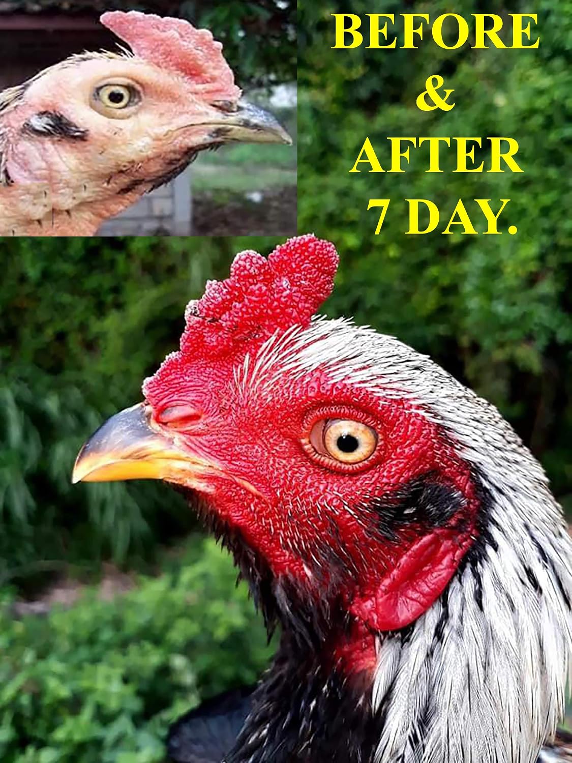 HULX Faster X3 New Formula Vitamins Chicken Supplement Capsules (90 Capsules) - görsel 4