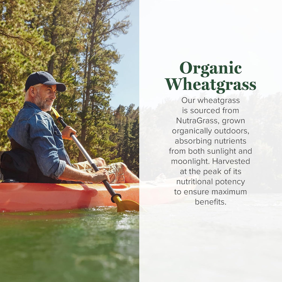 Global Healing Organic Wheatgrass Powder - Nutrient-Dense Raw Wheatgrass Juice Powder (33:1 Extract) - 180g - görsel 3