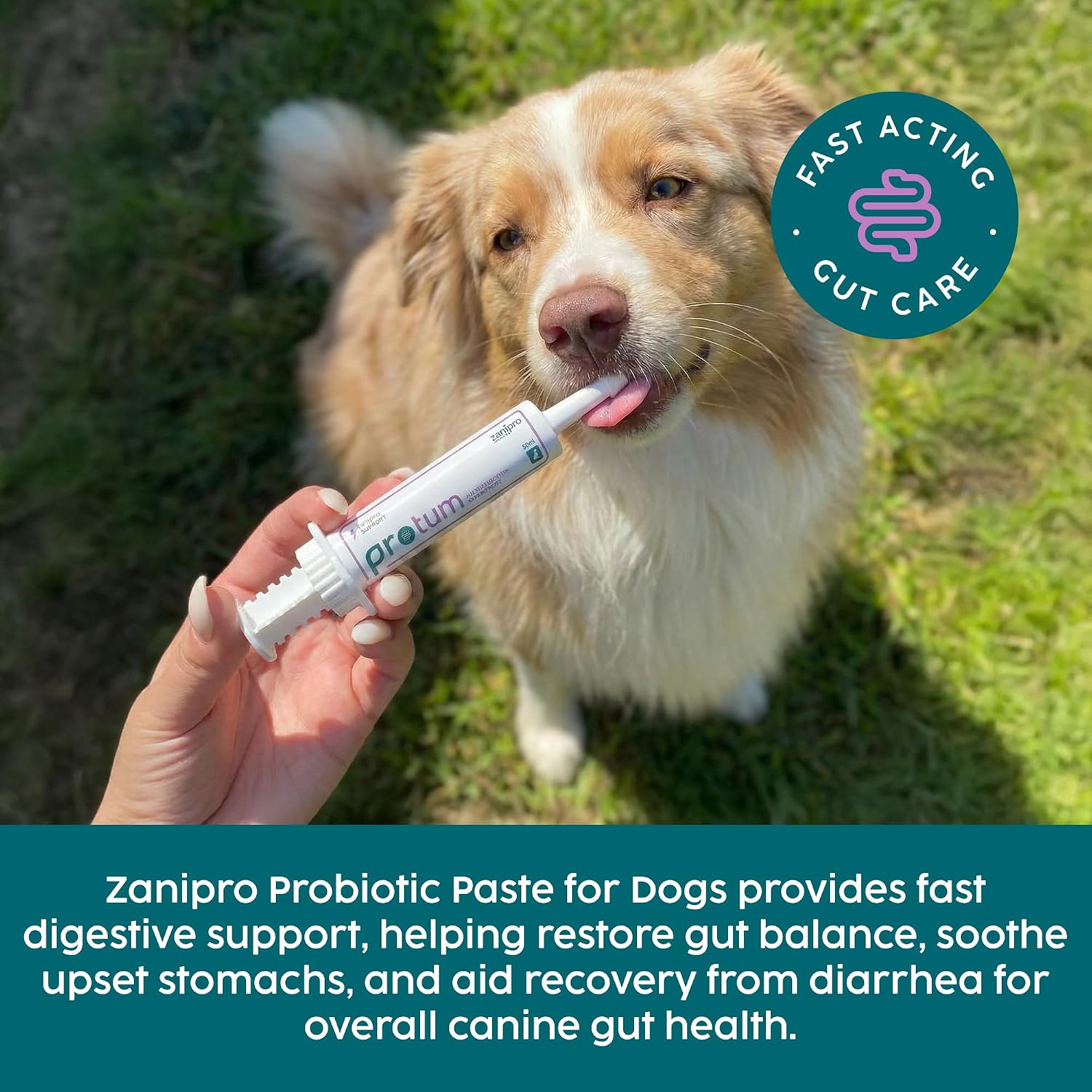 Zanipro Dog Diarrhoea Treatment, Fast Acting Upset Stomach Relief, Prebiotic & Probiotics for Dogs & Cats, Stop Loose Stools, Tasty Beef Flavour 30cc - görsel 2