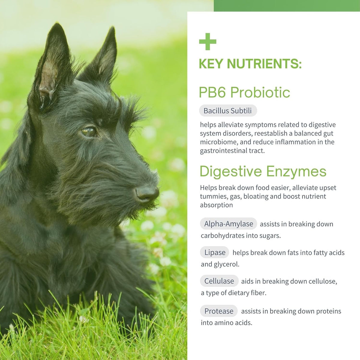 SensoVet Probiotics for Dogs with Prebiotics and Digestive Enzymes - görsel 5