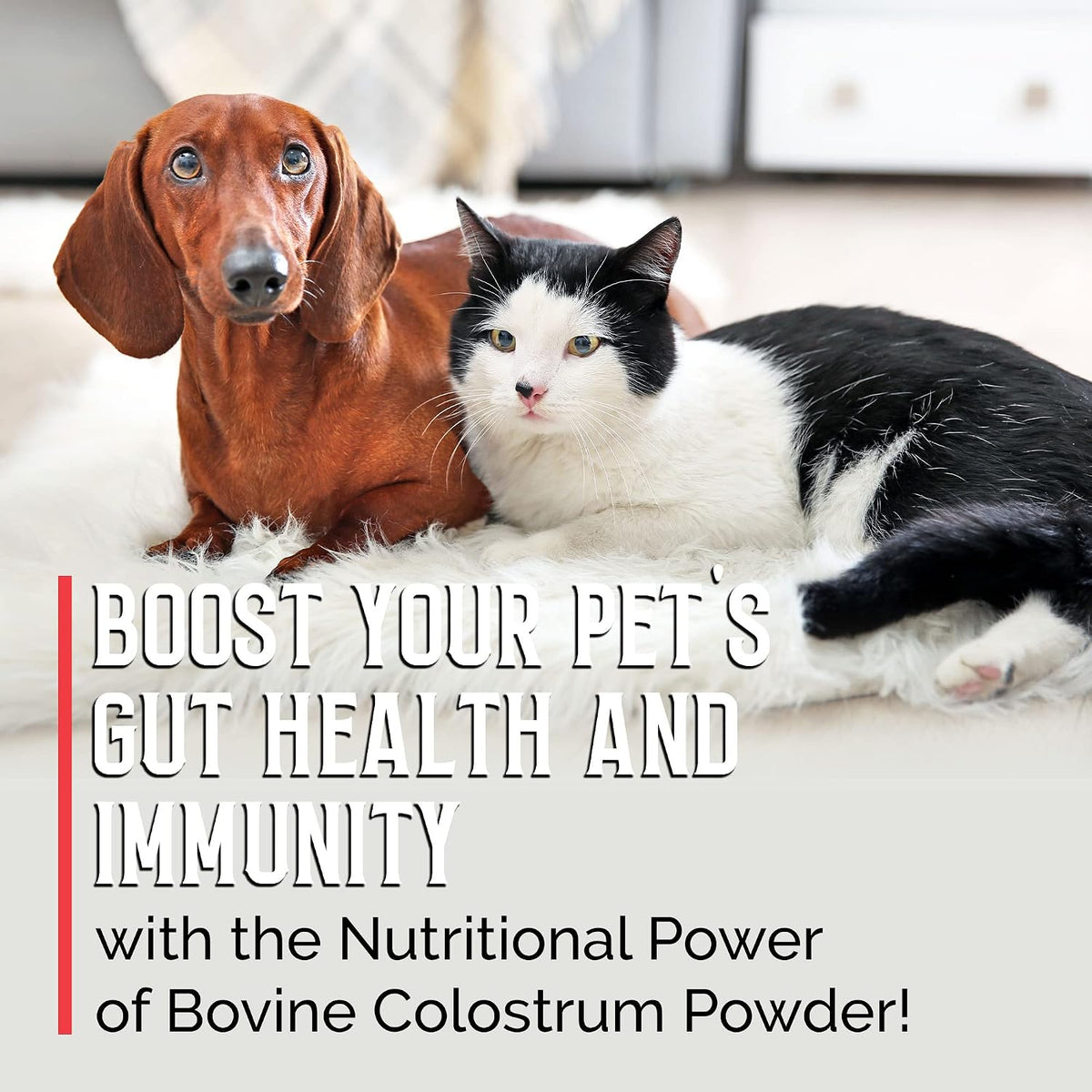 BodyBoost Bovine Colostrum Powder for Dogs – Immune Support: Immunoglobulins help neutralise pathogens and – Image 9