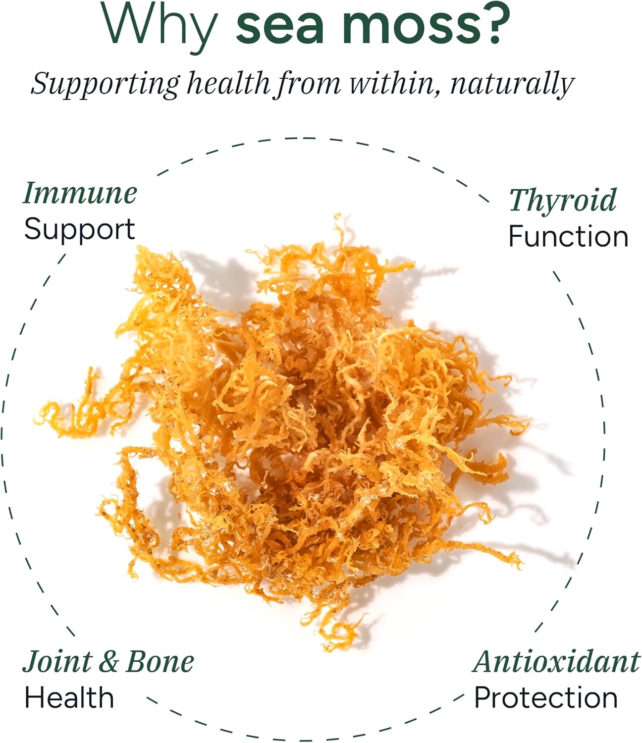 ROOT LABS Sea Moss Gummies - 120 Count (1600 mg) - with 92+ Minerals, KSM-66 Ashwagandha & Black Seed Oil, Vegan, No Added Sugar - görsel 3